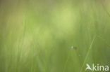 Pygmy Damselfly (Nehalennia speciosa)