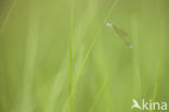 Pygmy Damselfly (Nehalennia speciosa)