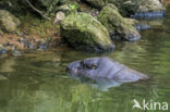 Pygmy hippopotamus (Hexaprotodon liberiensis)