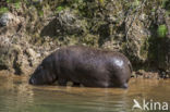 Pygmy hippopotamus (Hexaprotodon liberiensis)