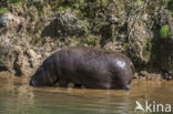 Dwergnijlpaard (Hexaprotodon liberiensis)