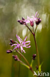 Echte koekoeksbloem (Lychnis flos-cuculi)