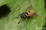 Hoverfly (Temnostoma vespiforme)