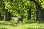 Red Deer (Cervus elaphus)