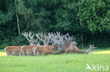 Red Deer (Cervus elaphus)