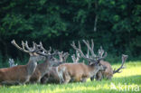 Red Deer (Cervus elaphus)