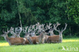 Red Deer (Cervus elaphus)