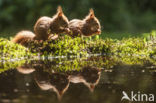 Red Squirrel (Sciurus vulgaris)