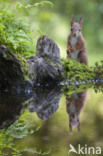 Red Squirrel (Sciurus vulgaris)