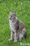 Euraziatische lynx (Lynx lynx)