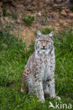 Euraziatische lynx (Lynx lynx)