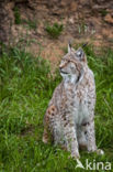 Eurasian Lynx (Lynx lynx)