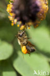 Europese Honingbij (Apis mellifera mellifera)