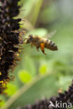 Europese Honingbij (Apis mellifera mellifera)