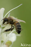 honey bee (Apis mellifera mellifera)