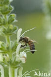 honey bee (Apis mellifera mellifera)