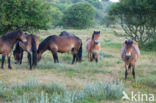 Exmoorpony