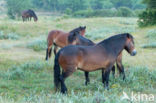 Exmoorpony