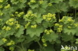 Fraaie vrouwenmantel (Alchemilla mollis)