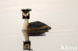 Great Crested Grebe (Podiceps cristatus)