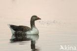 Grey Lag-Goose (Anser anser)