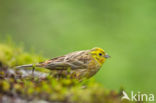 Yellowhammer (Emberiza citrinella)