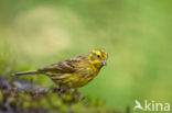 Yellowhammer (Emberiza citrinella)