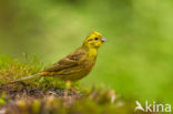 Yellowhammer (Emberiza citrinella)