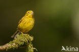 Yellowhammer (Emberiza citrinella)