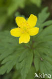 Yellow Anemone (Anemone ranunculoides)