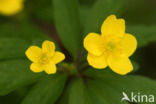 Yellow Anemone (Anemone ranunculoides)