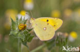 Pale Clouded Yellow (Colias hyale)