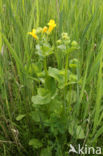 Large Yellow Monkeyflower (Mimulus guttatus)