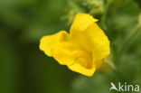 Large Yellow Monkeyflower (Mimulus guttatus)