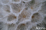 Gele morgenster (Tragopogon pratensis ssp. pratensis)