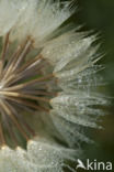 Gele morgenster (Tragopogon pratensis ssp. pratensis)