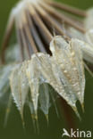 Gele morgenster (Tragopogon pratensis ssp. pratensis)