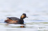 Geoorde Fuut (Podiceps nigricollis)