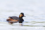 Geoorde Fuut (Podiceps nigricollis)