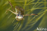 Gestippelde duikerwants (Corixa punctata)