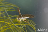 Gestippelde duikerwants (Corixa punctata)