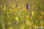 spotted Marsh-orchid (Dactylorhiza praetermissa var. junialis)