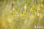 spotted Marsh-orchid (Dactylorhiza praetermissa var. junialis)