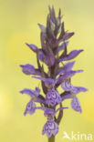 spotted Marsh-orchid (Dactylorhiza praetermissa var. junialis)