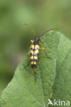 Spotted Longhorn Beetle (Leptura maculata)