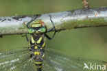 Golden-ringed Dragonfly (Cordulegaster boltonii)