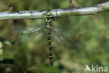Golden-ringed Dragonfly (Cordulegaster boltonii)