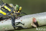 Golden-ringed Dragonfly (Cordulegaster boltonii)