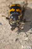 Gewone doodgraver (Nicrophorus vespilloides)