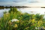 Wild Angelica (Angelica sylvestris)